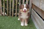 Prachtige Australische herder pups (aussie pups), Dieren en Toebehoren, Honden | Herdershonden en Veedrijvers, België, CDV (hondenziekte)