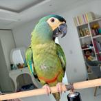 (Nederland) Superlieve, tamme Ara Maracana, Femelle, Perroquet, Parleur