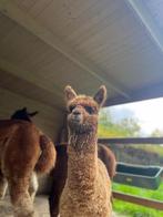 Alpaca cria, Dieren en Toebehoren, Juni, Mannelijk