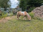 Bijzonder gekleurde mini shetlander hengst en veulens, Dieren en Toebehoren, Pony's, Hengst, Gechipt