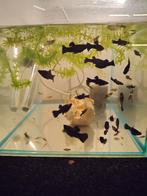 Black Molly's, Dieren en Toebehoren