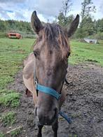 Hengst Konik pony, Dieren en Toebehoren, Pony's, Gechipt, 0 tot 2 jaar, Hengst, Onbeleerd