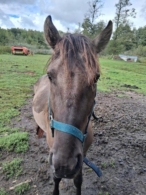 Hengst Konik pony, Dieren en Toebehoren, Pony's, Hengst, Onbeleerd, D pony (1.37m tot 1.48m), Recreatiepony, 0 tot 2 jaar, Gechipt