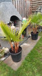 Palmboom, Tuin en Terras, Ophalen