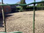 Witte ganzen, Dieren en Toebehoren
