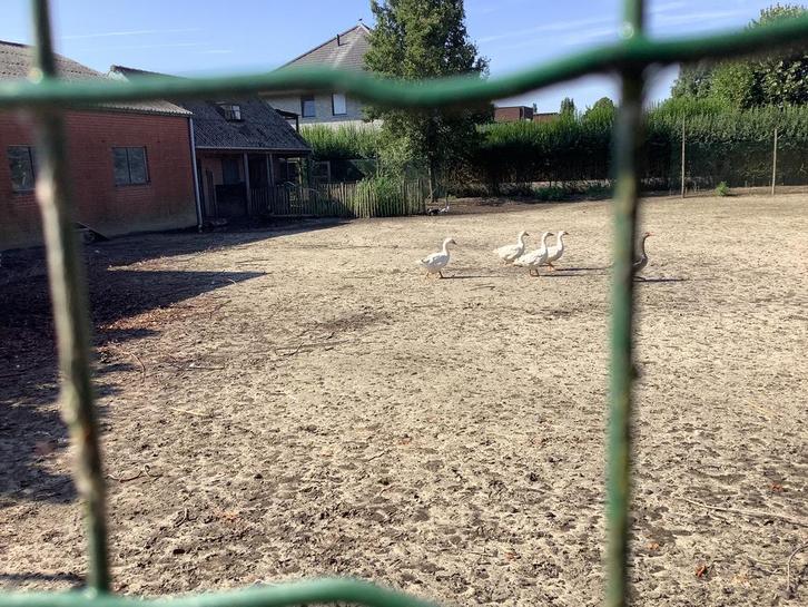 Witte ganzen, geboren in maart 25, Dieren en Toebehoren, Pluimvee