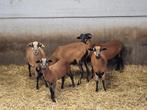 Kameroen schapen, Meerdere dieren, Schaap, 0 tot 2 jaar