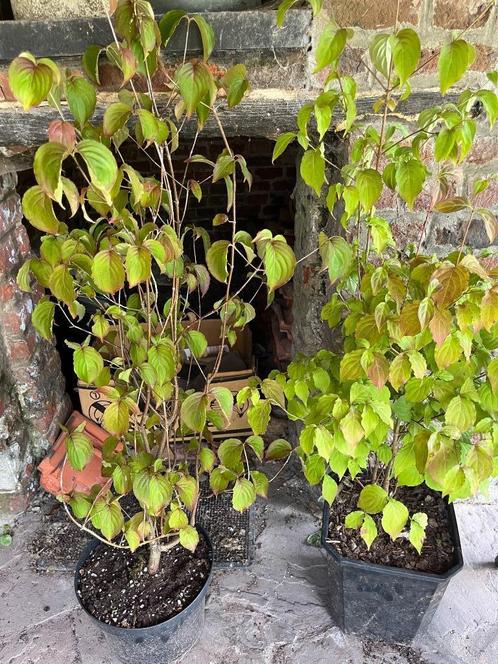 Cornus alba 'Sibirica' - Plant, Tuin en Terras, Planten | Tuinplanten, Vaste plant, Overige soorten, Volle zon, Lente, Ophalen
