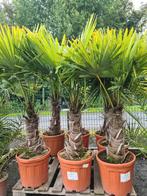 Winterharde palmbomen - Trachycarpus Fortunei, Jardin & Terrasse, Plantes | Arbres, Enlèvement, Palmier, Ombre partielle