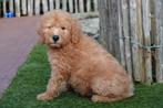 Prachtige medium Labradoodle pups, met stamboom, Dieren en Toebehoren, Parvo, België, Overige rassen, 8 tot 15 weken