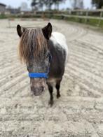 Schetland pony hengst, Animaux & Accessoires, Poneys, Étalon