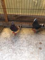 Iranees hoogvlieger koppel (20 € per stuk), Dieren en Toebehoren