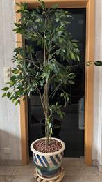 Artificiele ficus, Huis en Inrichting, Kamerplanten, Ophalen, Ficus