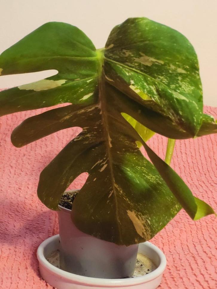 Monstera Deliciosa 'Variegata' planten., Huis en Inrichting, Kamerplanten, Overige soorten, Minder dan 100 cm, Groene kamerplant