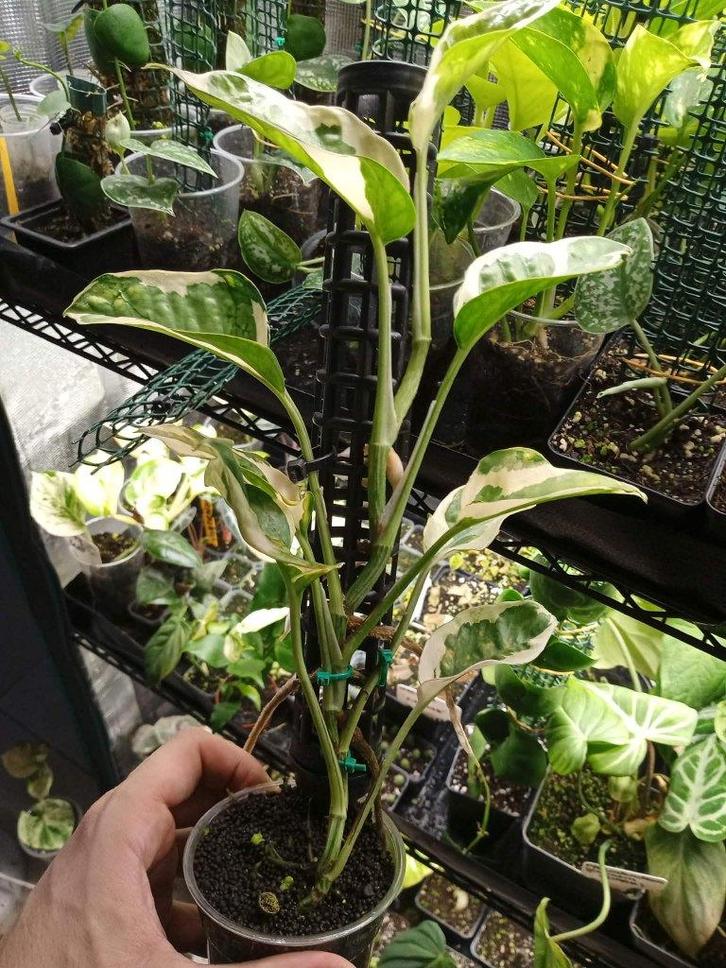 Epipremnum N'Joy, Huis en Inrichting, Kamerplanten, Cactus, Minder dan 100 cm, Groene kamerplant, Halfschaduw, In pot, Ophalen