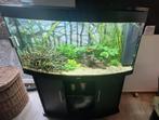 Juwel vision 260 aquarium  inclusief meubel, Dieren en Toebehoren, Vissen | Aquaria en Toebehoren, Ophalen, Gebruikt, Gevuld zoetwateraquarium