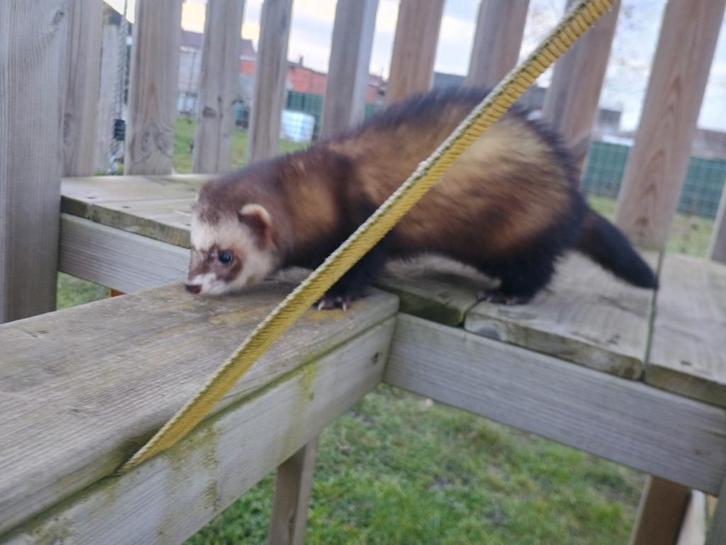 Verwacht! Fretjes, Animaux & Accessoires, Animaux Autre, Plusieurs animaux, Février