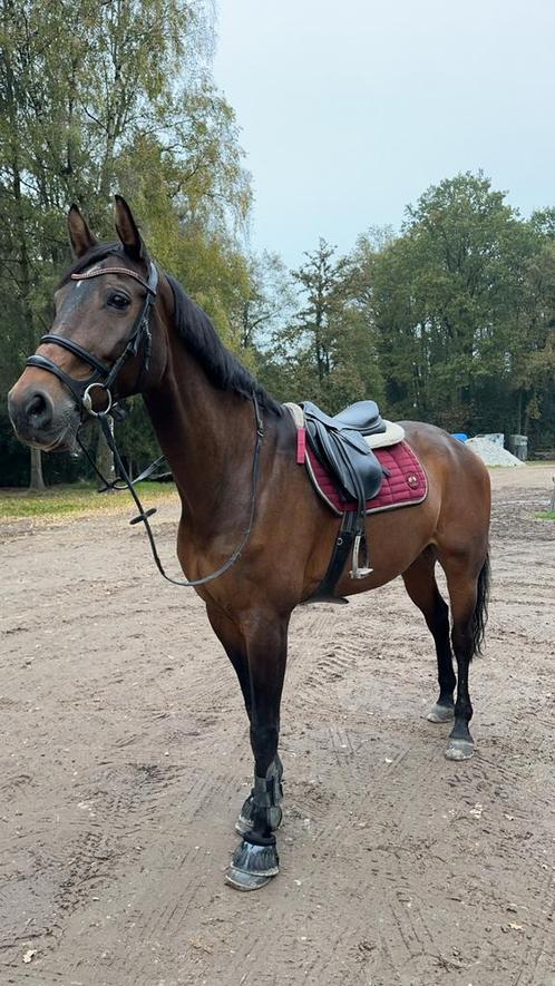 Bijrijder gezocht, Dieren en Toebehoren, Paarden, Ruin, M