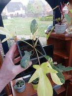 Philodendron Florida Beauty, Huis en Inrichting, Overige soorten, Minder dan 100 cm, Ophalen of Verzenden, Halfschaduw
