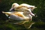 Blonde roodschouder (natuurbroed), Dieren en Toebehoren, Mannelijk, Eend