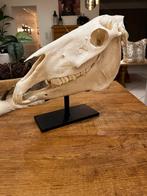 Schedel op ijzeren statief paard, Antiek en Kunst, Ophalen of Verzenden