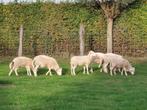 AANKOOP VAN SCHAPEN EN GEITEN, Mouton, Plusieurs animaux