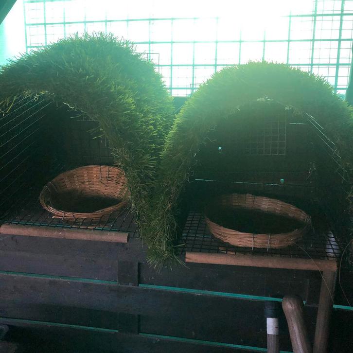 Nestkasten, Dieren en Toebehoren, Vogels | Toebehoren, Zo goed als nieuw, Ophalen