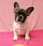 Prachtige Franse bulldog pup!, Dieren en Toebehoren, 15 weken tot 1 jaar, Buitenland, Bulldog, Eén hond