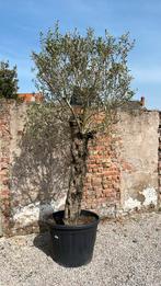 Olijfboom ‘ Ropaea Bonsai’, Tuin en Terras, Planten | Bomen, Olijfboom, 250 tot 400 cm, Ophalen