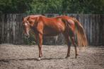 Leuke paarden, Dieren en Toebehoren, Paarden, Merrie, Zadelmak