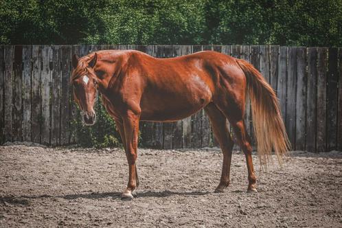 Leuke paarden, Dieren en Toebehoren, Paarden, Merrie, Zadelmak