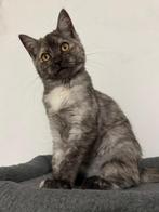 Kittens (maine coon), Dieren en Toebehoren, Katten en Kittens | Raskatten | Langhaar, Meerdere dieren, Gechipt, 0 tot 2 jaar