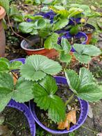 Aardbeiplantjes Lambada, Tuin en Terras, Ophalen, Volle zon, Vaste plant, Zomer