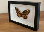 Papilio zagreus ingelijst, Ophalen of Verzenden, Zo goed als nieuw