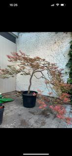 Japanse esdoorn, Tuin en Terras, Planten | Bomen, Ophalen