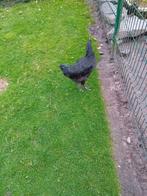 Jersey giant hanen, Dieren en Toebehoren, Pluimvee