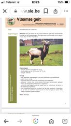 Vlaamse geit, Animaux & Accessoires, Moutons, Chèvres & Cochons, Mâle, Chèvre, 0 à 2 ans