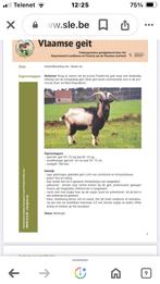 Vlaamse geit, Mannelijk, 0 tot 2 jaar, Geit