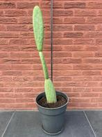 Mooie cactus  te koop - ongeveer 1m10 cm, Tuin en Terras, Planten | Tuinplanten, Ophalen