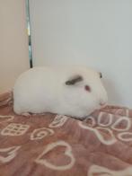 Gladhaar cavia zeug, Domestique, Septembre, Cobaye, Femelle