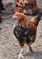 Gratis marans haan, Dieren en Toebehoren