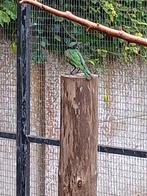Emerald  spreeuwen, Dieren en Toebehoren, Vogels | Overige Vogels
