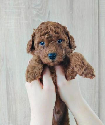 Toy poedel pups, Dieren en Toebehoren, Poedel, België, Particulier, Meerdere