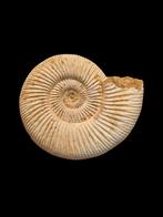 Mooie ammoniet Perisphinctes uit tulear Madagascar 9,8 cm., Verzamelen, Ophalen of Verzenden, Fossiel