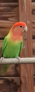 Jonge roseicolli, Dieren en Toebehoren, Mannelijk, Dwergpapegaai of Agapornis, Tam