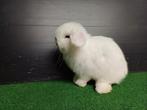Handtamme mannelijke minilop konijnen jong, Animaux & Accessoires, Lapins, Oreilles tombantes, Mâle, Nain, 0 à 2 ans