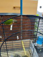 Te koop, Dieren en Toebehoren, Vogels | Parkieten en Papegaaien