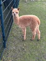 Mooie alpaca merrie met merrie veulen te koop!, Dieren en Toebehoren, Overige Dieren