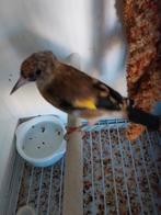 femelle parva d'Algérie baguè DZ 2.5 officielle 2025, Femelle, Oiseau chanteur sauvage, Domestique