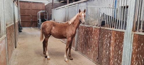Verschillende jaarlingen te koop, Dieren en Toebehoren, Pony's